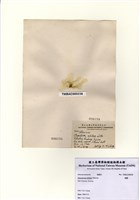 藏品(礁膜)的圖片